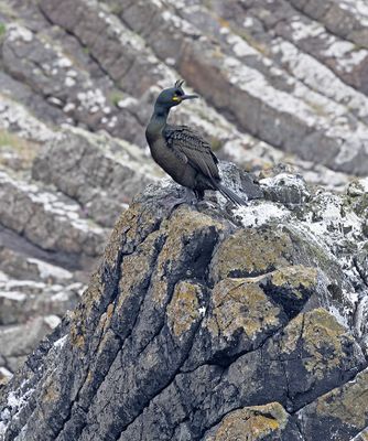 Shag