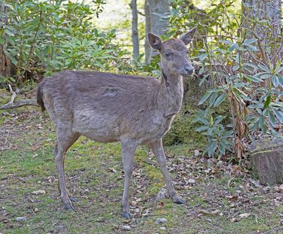 Fallow Deer