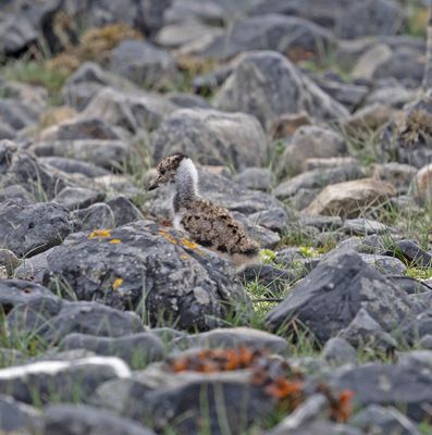 Lapwing Chic