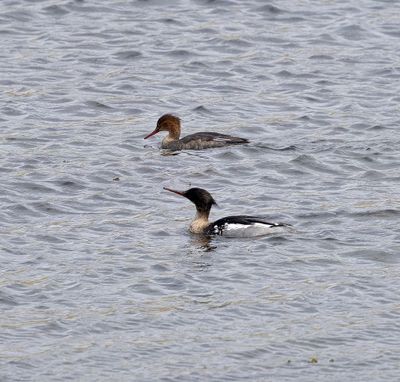 Red Breasted Merganser