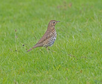 Song Thrush