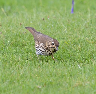 Song Thrush