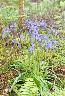 Bluebells