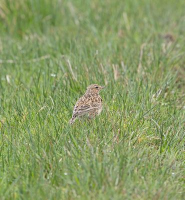 Skylark