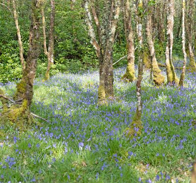 Bluebells