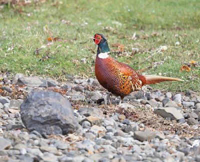 Pheasant