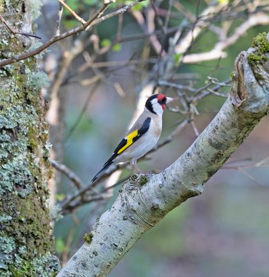 Goldfinch