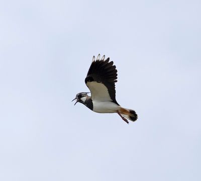 Lapwing