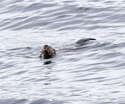 Otter