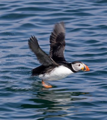 Puffin