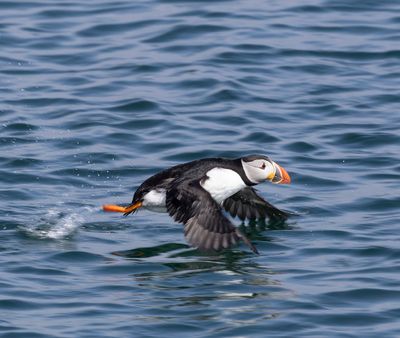 Puffin