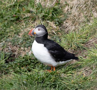 Puffin