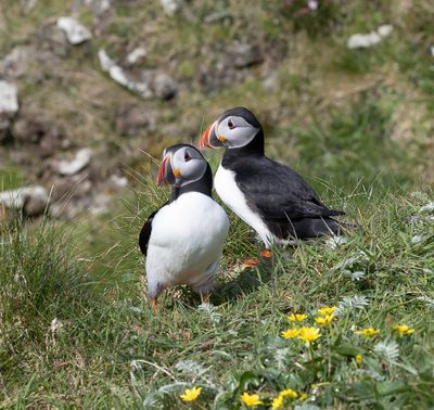 Puffin
