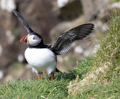 Puffin