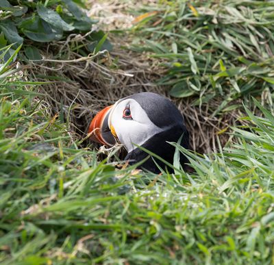 Puffin