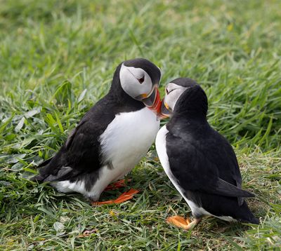 ::  Lunga Puffin Gallery  ::