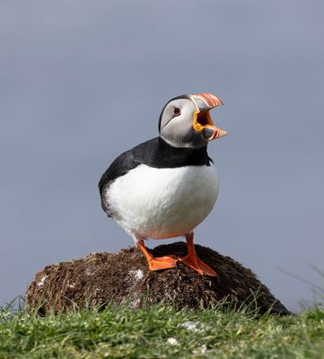 Puffin