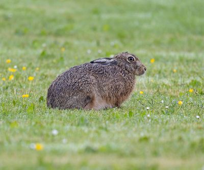 Brown Hare