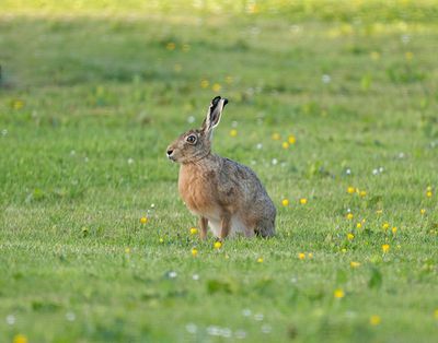 Brown Hare