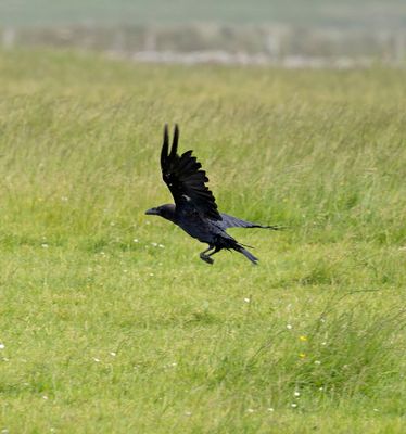 Raven