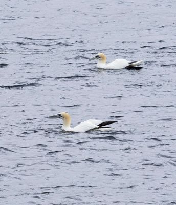 Gannet