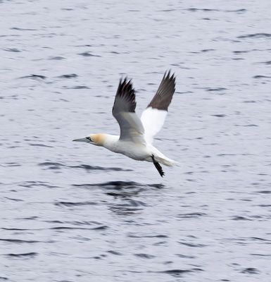 Gannet