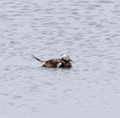 Long-tailed Duck