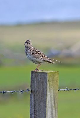 Skylark