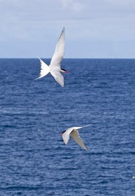 Arctic Tern