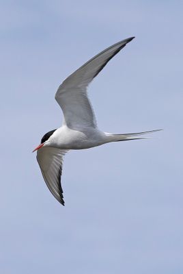 Arctic Tern
