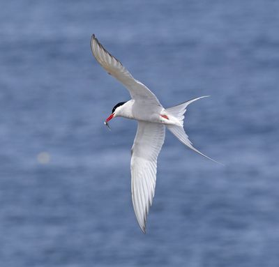 Arctic Tern