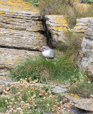 Arctic Tern