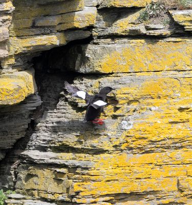 Black Guillemot