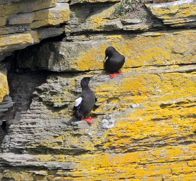 Black Guillemot