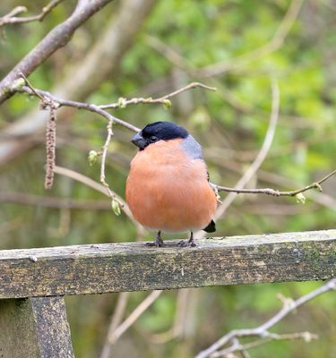 Bullfinch
