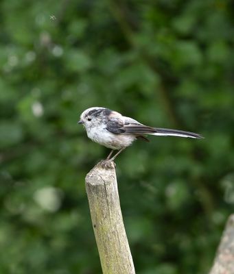 Long-tailed Tit