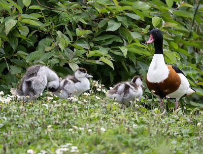Shelduck