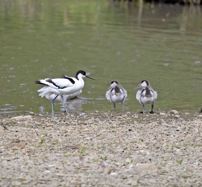 Avocet