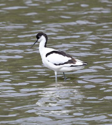 Avocet