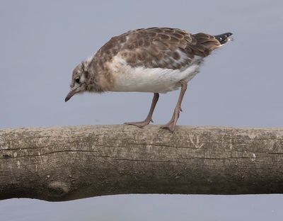 Black-headed gull
