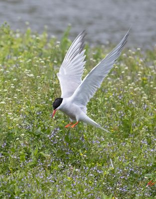 Common Tern