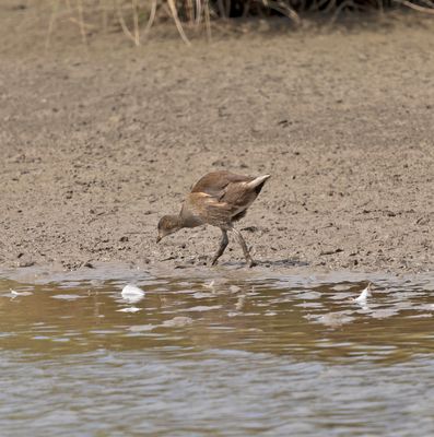 Moorhen