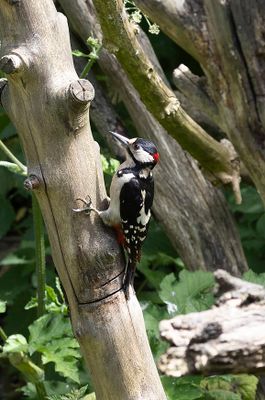Great Spotted Woodpecker