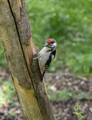 Great Spotted Woodpecker