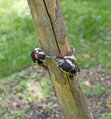 Great Spotted Woodpecker