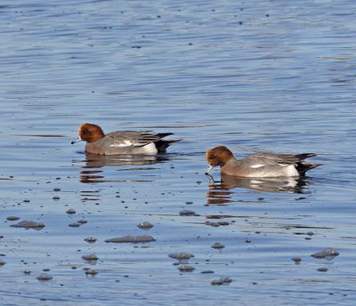 Wigeon
