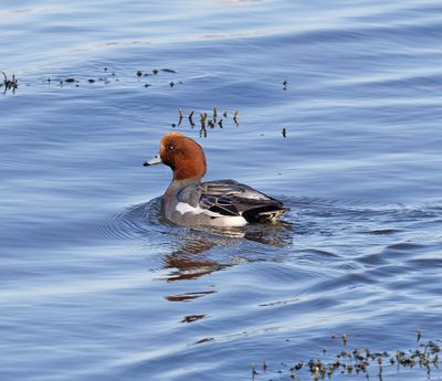 Wigeon