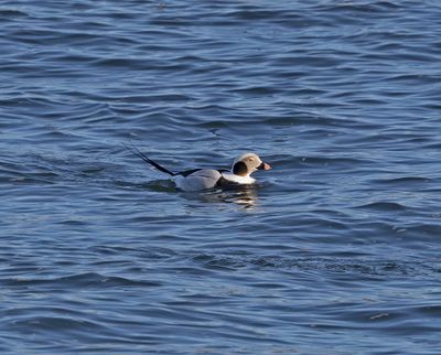Long-tailed Duck