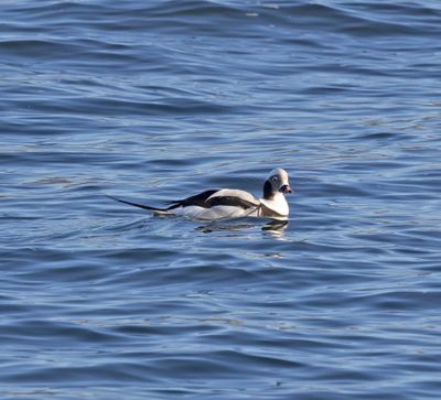 Long-tailed Duck