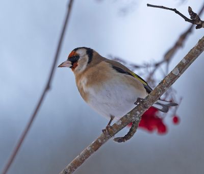 :: Goldfinch ::